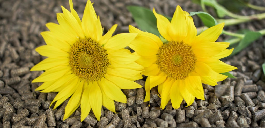 Що таке соняшникова макуха та сфери її використання